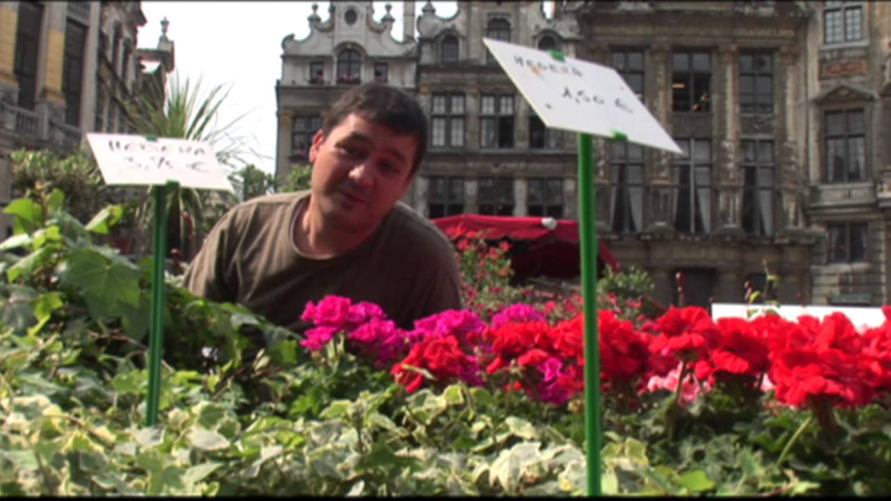 Bruselas - Bélgica | Curiosidades de Bélgica | Planeta Finito