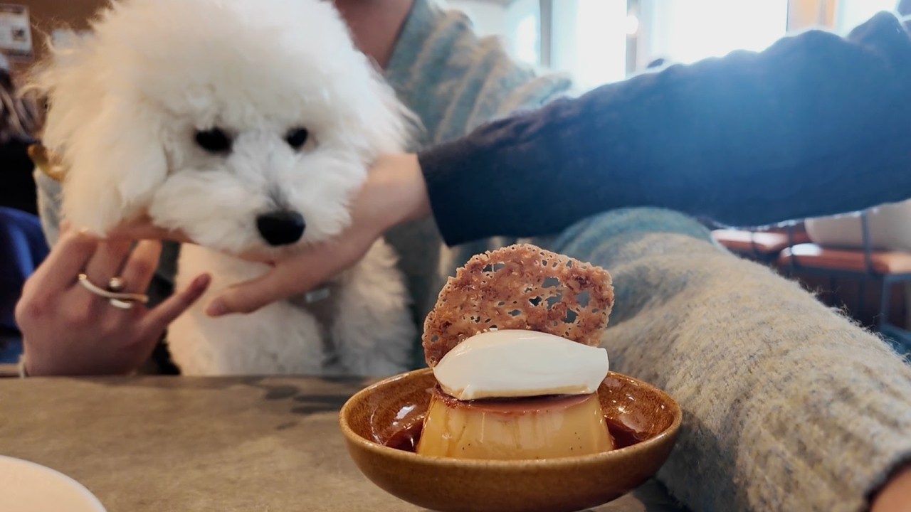 カフェで飼い主のご飯を絶対もらえると思い込んでいるトイプードル