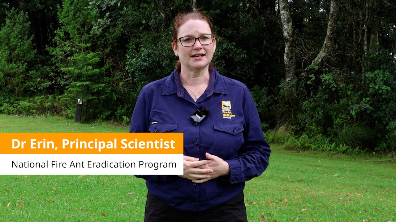 How we’re protecting Binna Burra from fire ants