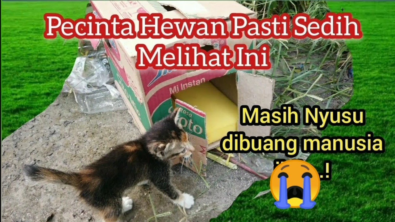 Anak Kucing Menangis Menunggu Induknya Di Samping Kardus | DiaTidak Sadar Kalau Dirinya Di Buang..!