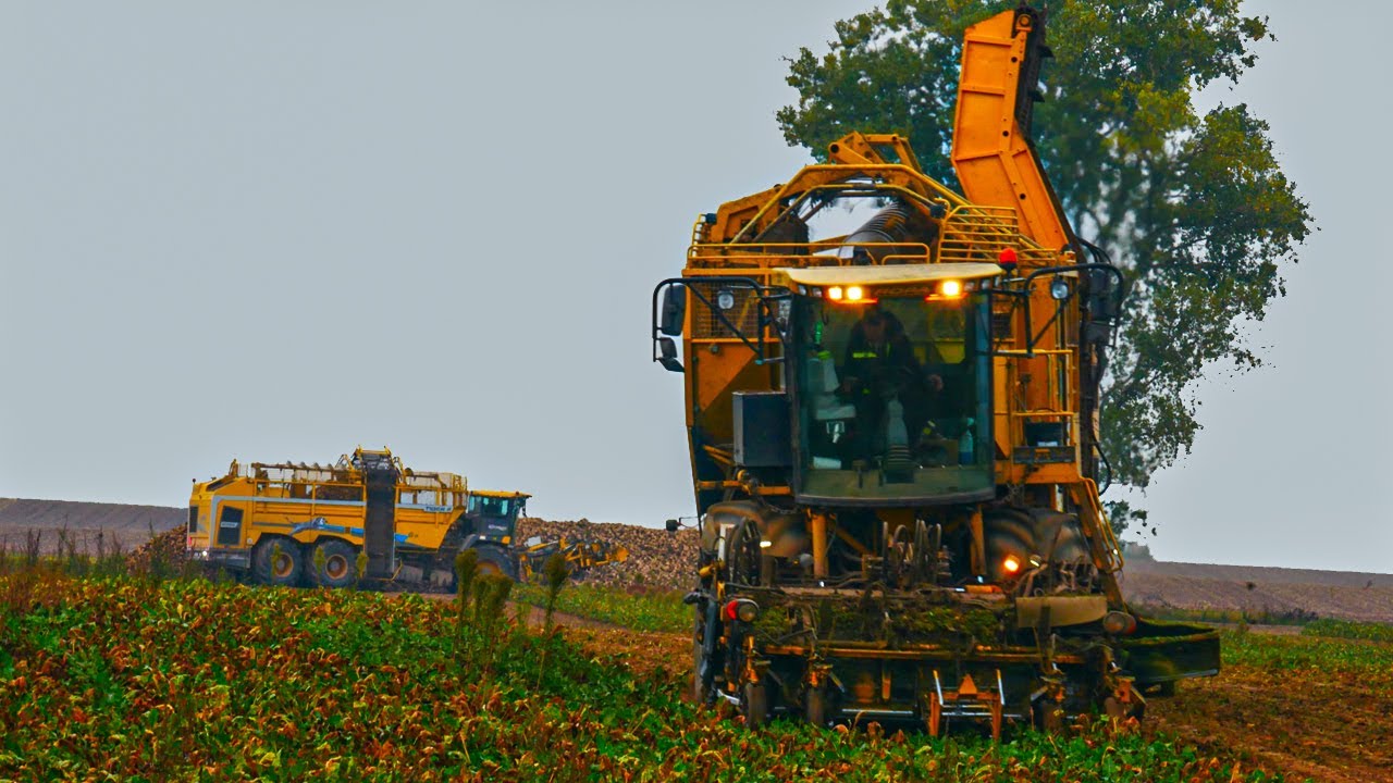 Kopanie Buraków 2023 ☆ Ropa Tiger 6s ☆ Ropa Tiger 4 v-8☆ Fendt 936 ☆ Metaltech TS 22 ☆ Firma Wityk ☆