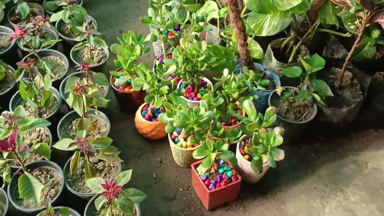 Thandi aur garmi ke kuch Flower#trending #