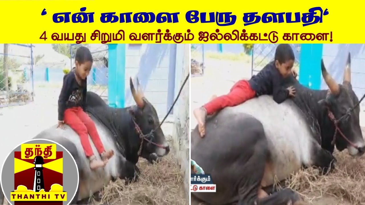 “என் காளை பேரு ’தளபதி’“ - 4 வயது சிறுமி வளர்க்கும் ஜல்லிக்கட்டு காளை!