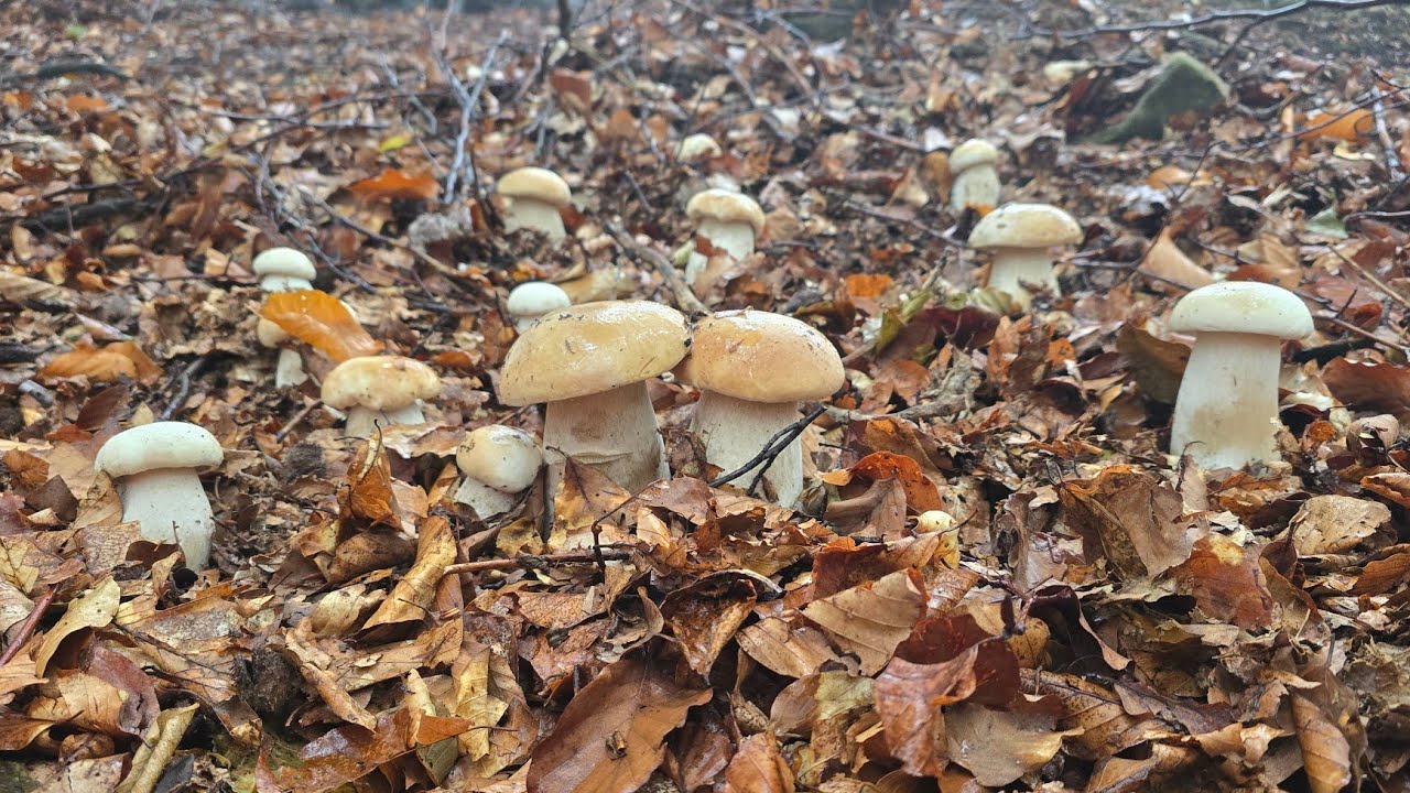 FUNGHI PORCINI I migliori funghi! Quota 1600! TOP