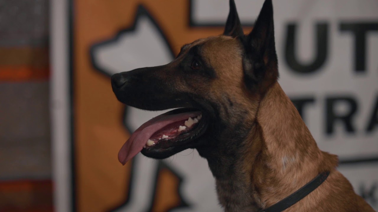 Utah K9 Training