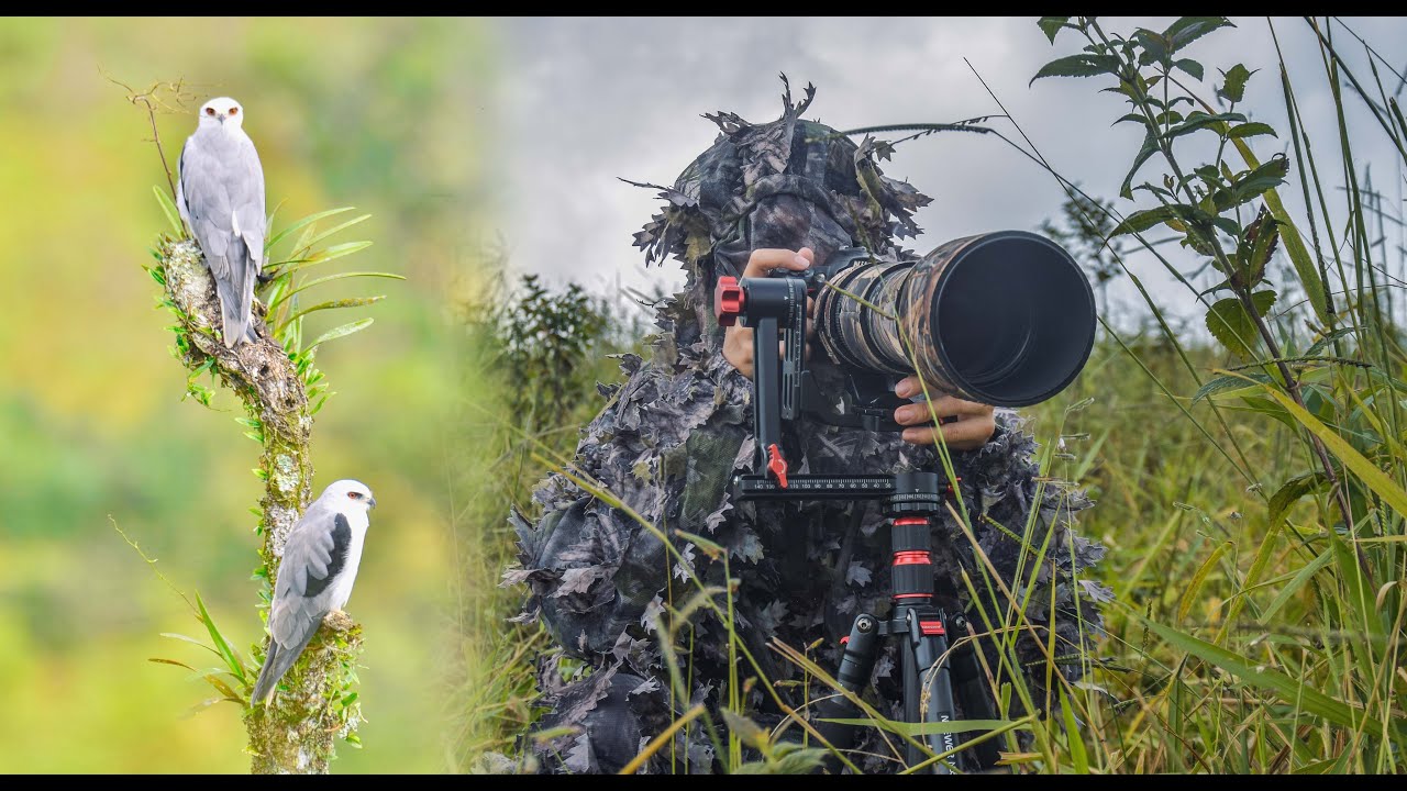 FOTOGRAFÍA DE AVES | Así las encontré