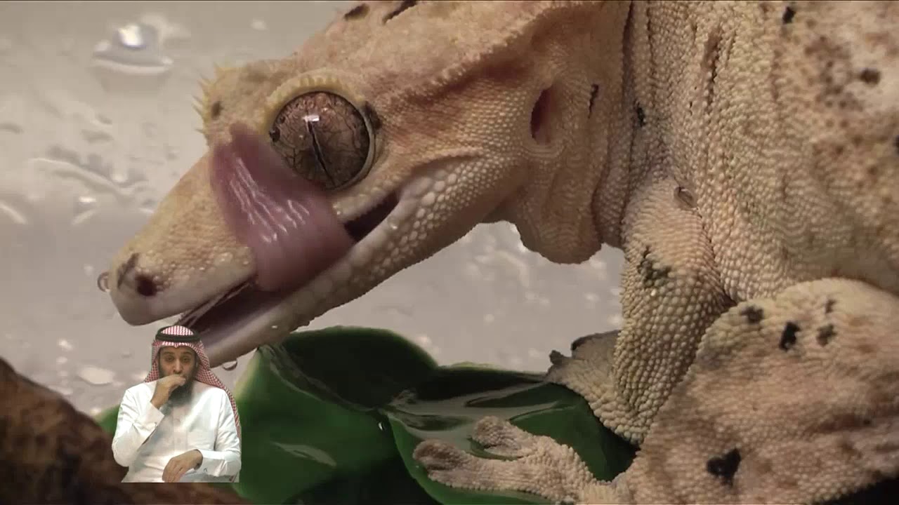 العلوم بلغة الإشارة للصف الرابع | ف1 | الفقاريات