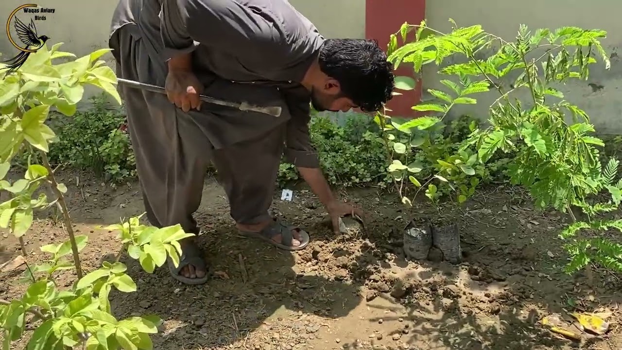 "Planting Beautiful Plants in Front of My Aviary | Natural Look for My Birds"