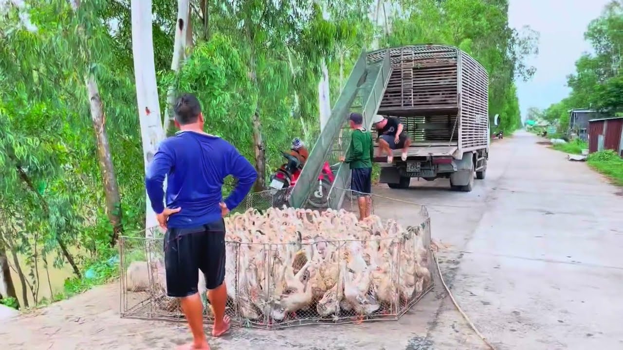 Разводите много уток и разбогатейте.