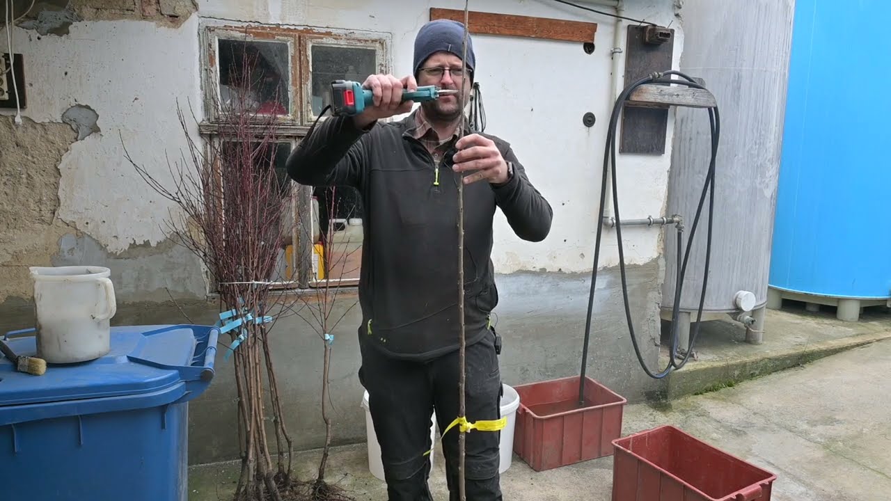 Jak správně připravit stromek před výsadbou, který jsme přivezli z ovocné školky? Radkův sad