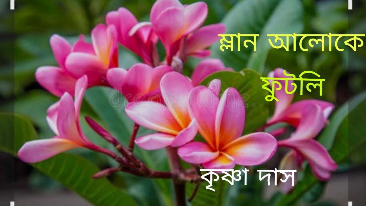 ম্লান আলোকে ফুটলি কেনো  | Mlan aaloke futli keno | Nazrul Sangeet | কৃষ্ণা দাস 