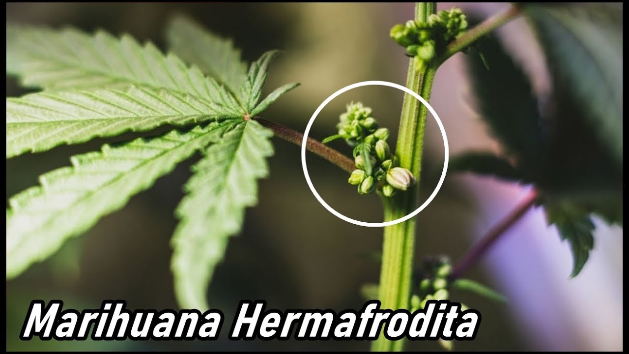 COMO ES LA MARIHUANA HERMAFRODITA Y COMO EVITARLA