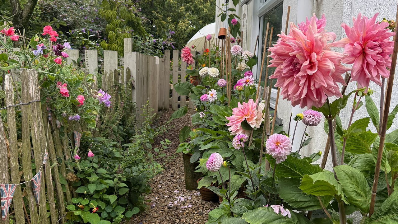 Cornish Cottage garden dahlias