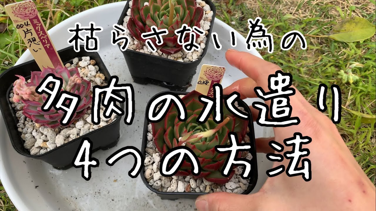 【多肉植物の育て方】水遣りの仕方4つ