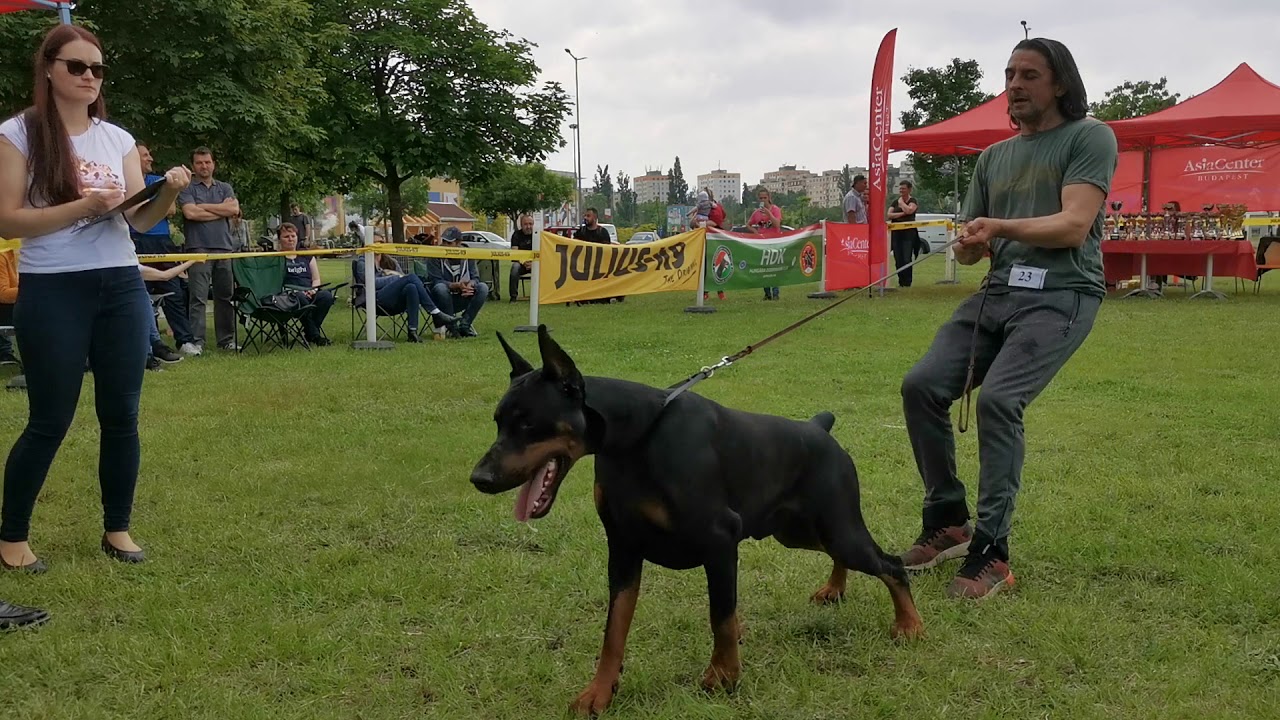HDK 2019 - TEODOR Giddy Blossom - HDK Club Winner 2019