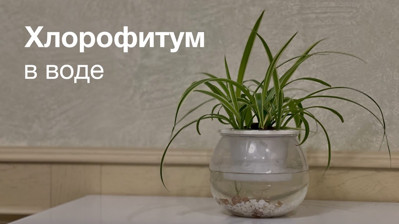 №84. Хлорофитум в воде. Красивая и простая идея выращивания хлорофитума без грунта.