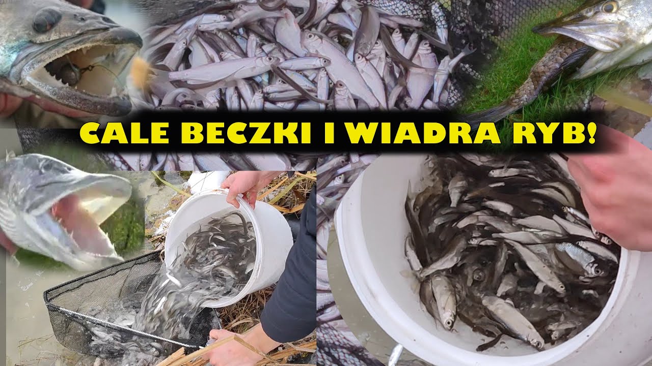 DOKARMIANIE SZCZUPAKA, SANDACZA, PSTRĄGÓW, OKONI I BOLENI -  karmienie drapieżników przed zimą