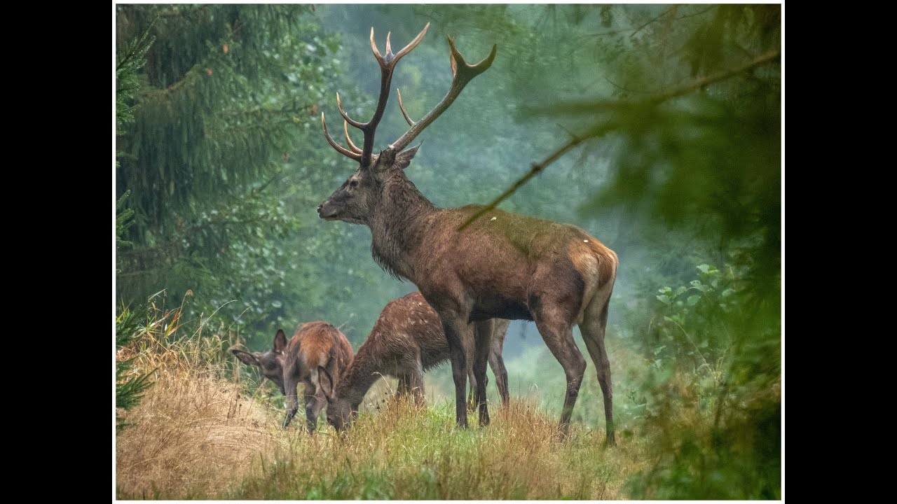 Rykowisko 2022/Puszcza Piska/Red deer rut /hirschbrunft  #wildlifephotography#wildlife#animals