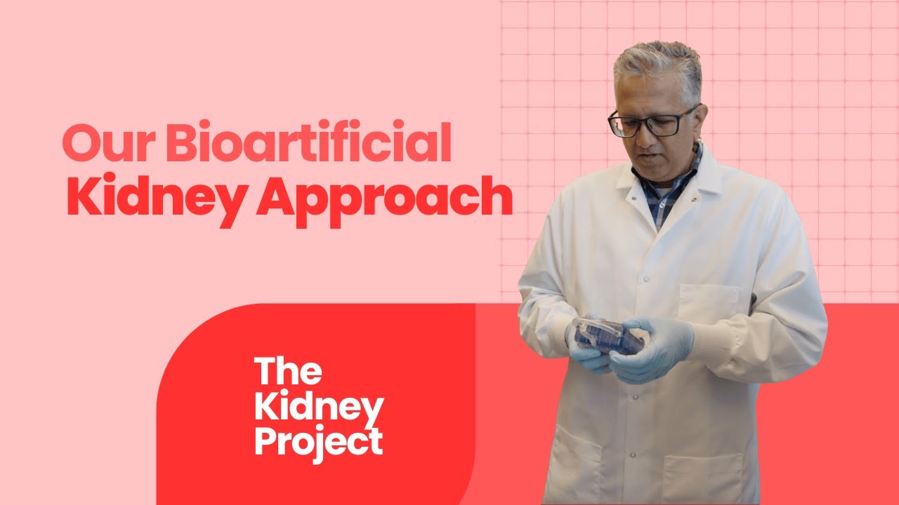 Our Bioartificial Kidney Approach