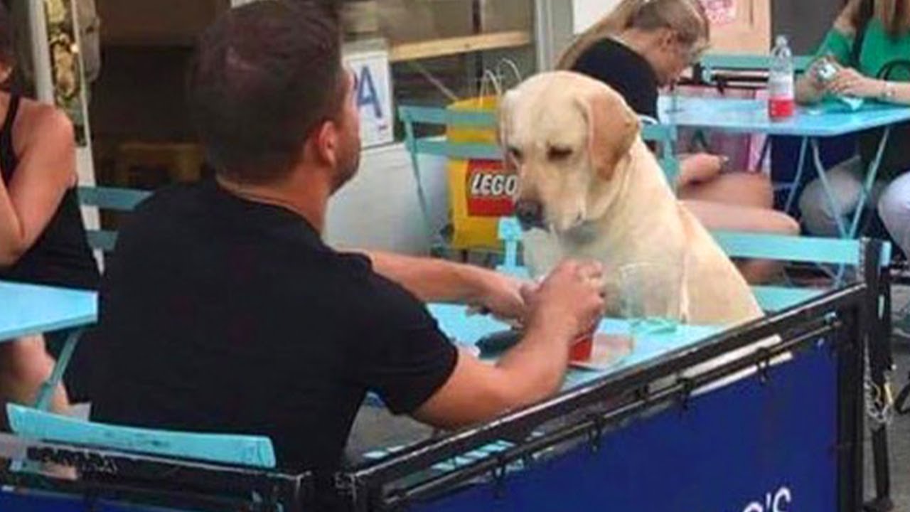 10 Momentos Más Divertidos Entre Perros y Dueños del Año 😂