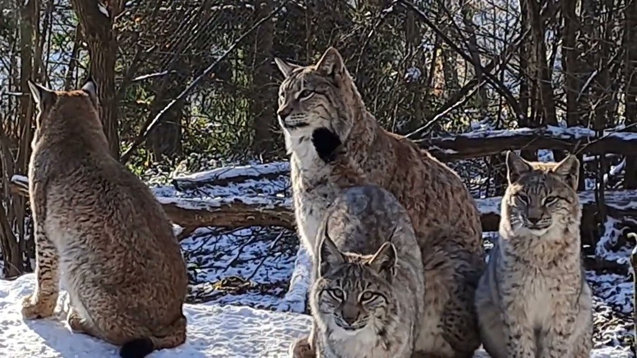 der Wilde Park