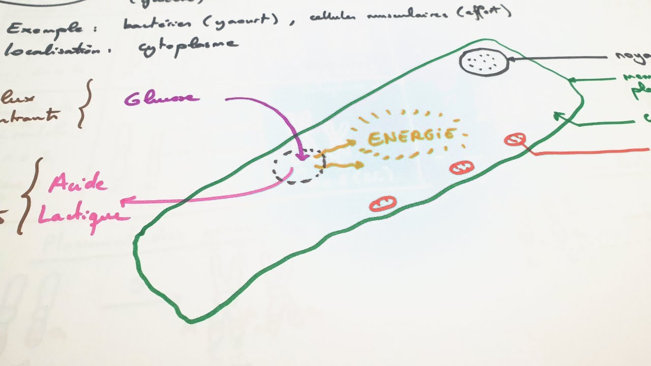 [eSVT] La fermentation lactique