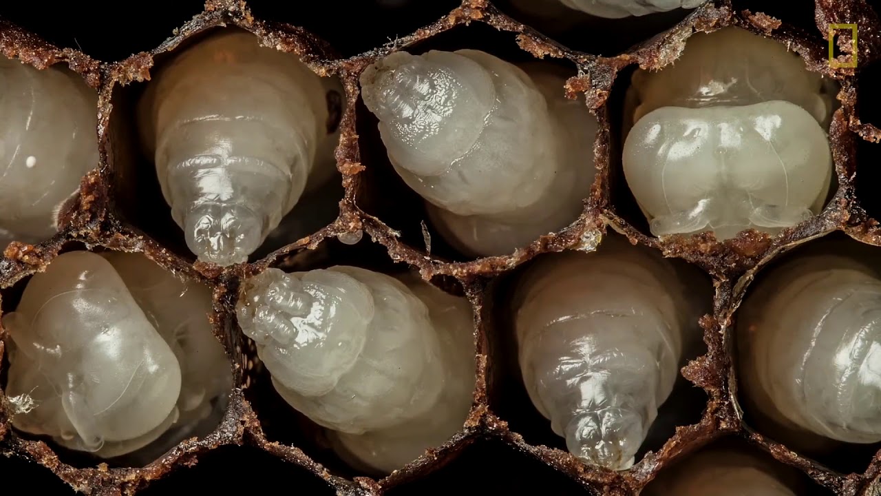 Bees Hatching (Time-Lapse) | The Beekeeper