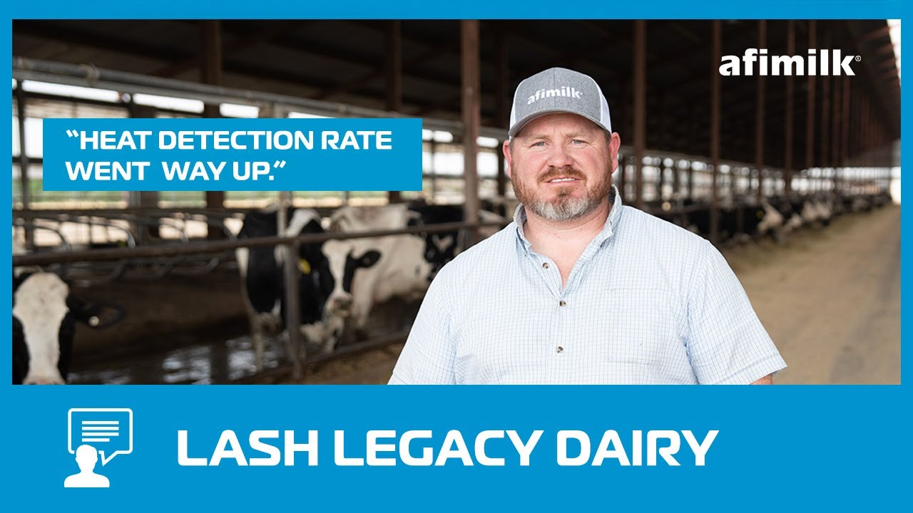 Proactive Herd Management + Higher Heat Detection with AfiCollar