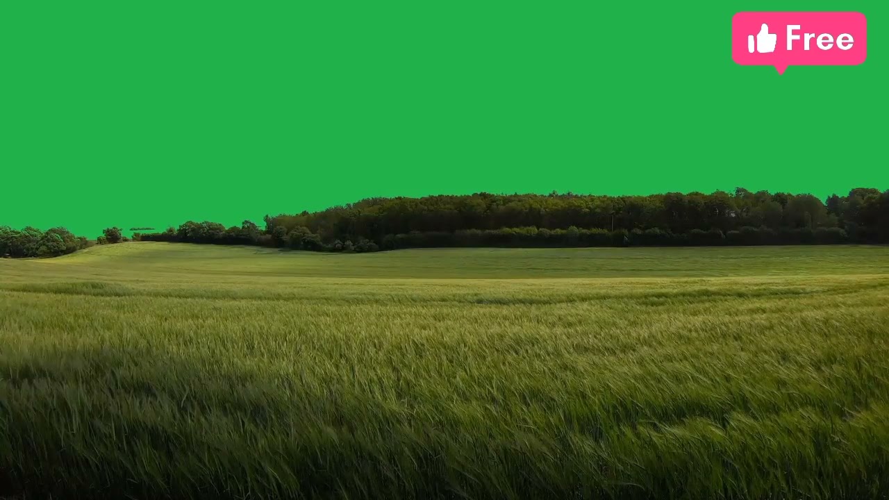 4k Grass green video .