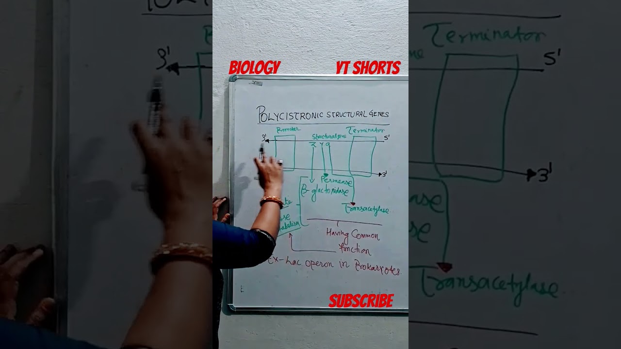 #Polycistronicstructuralgenes  #YTShorts