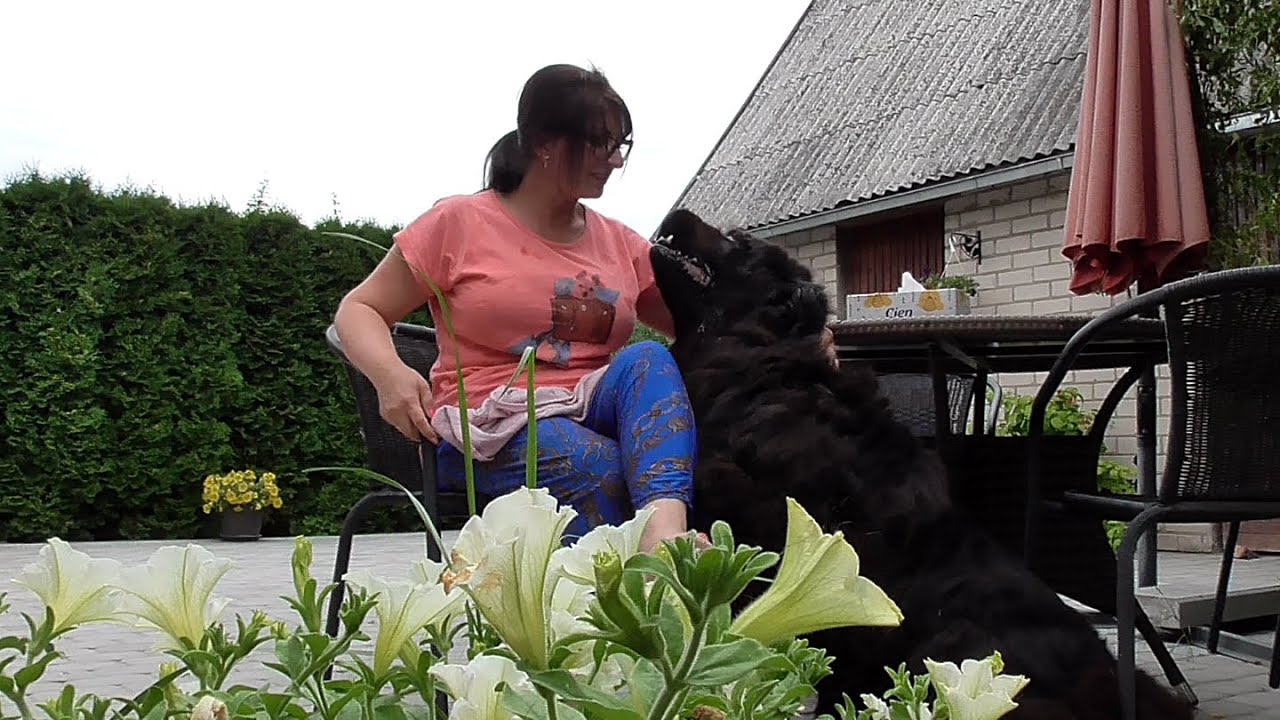 When My Newfoundland Demands Cuddles