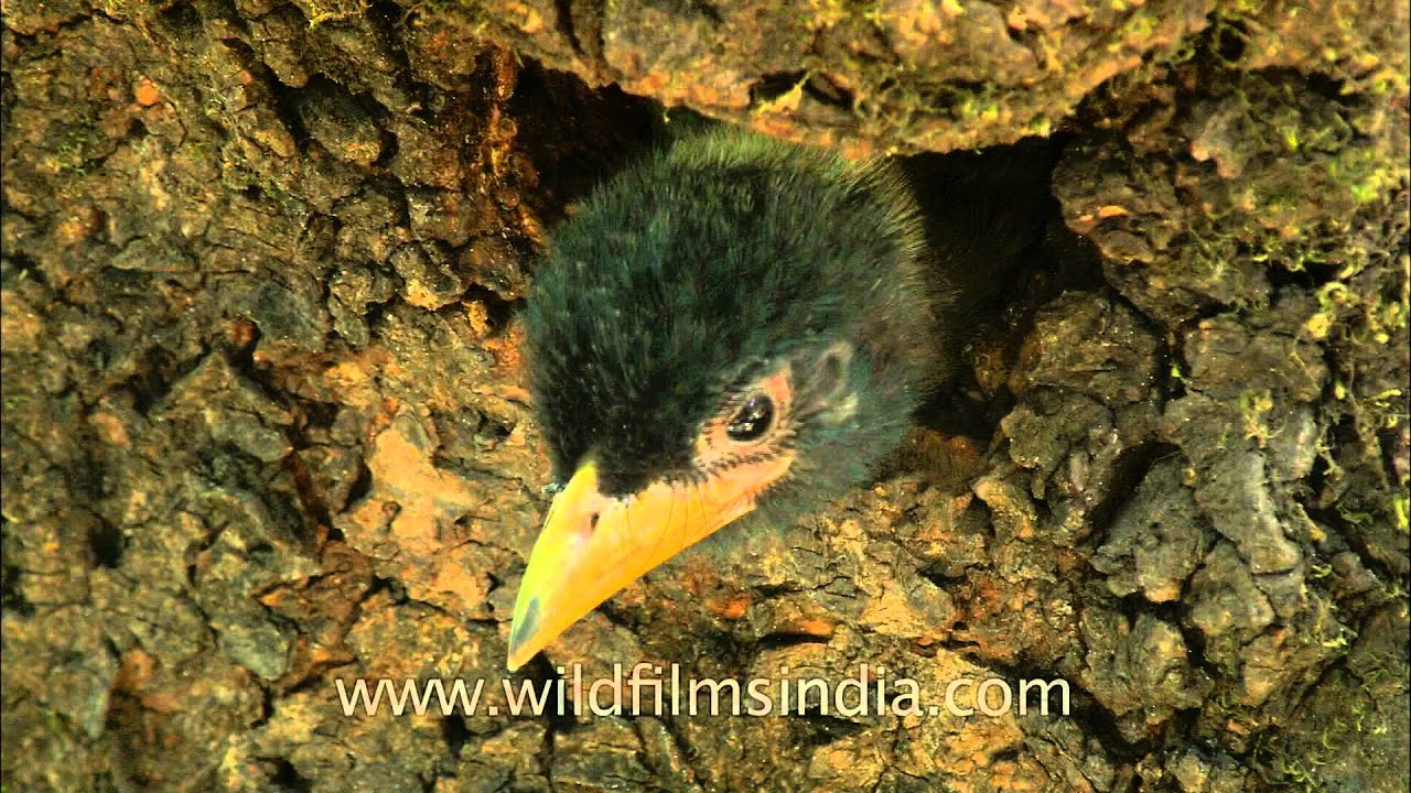 Ready to explore the world - Great hill Barbet