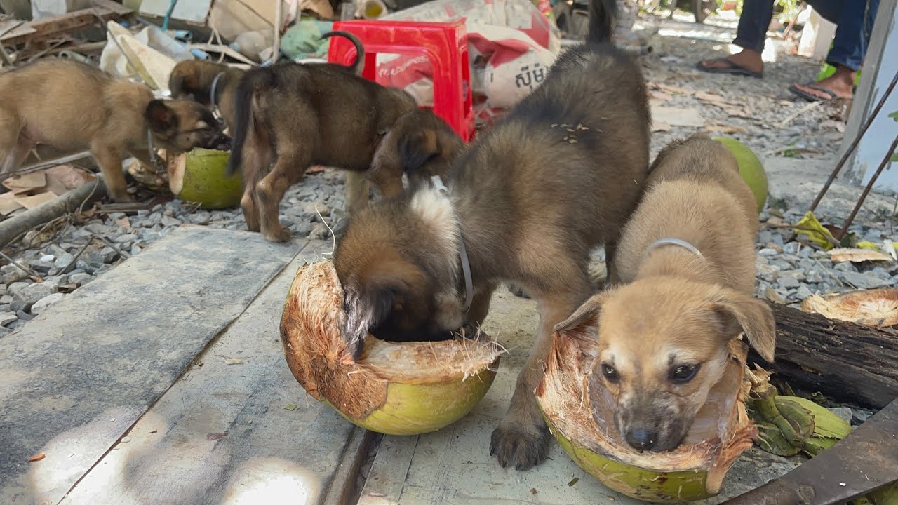 My pet is eating beans just like its owner. 😄🐾