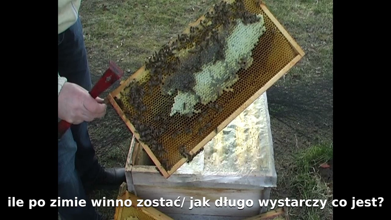 [Flash 09/03/2026] Ocieplany ul zamiast pomagać wręcz szkodzi rodzinom pszczelim