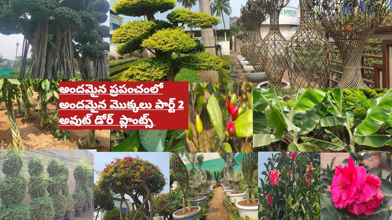 40,rs  నుండి  2,75,000,rs వరకు కూడా ఇక్కడ మొక్కలు ఉన్నాయండి/ అవుట్ డోర్ ప్లాంట్స్