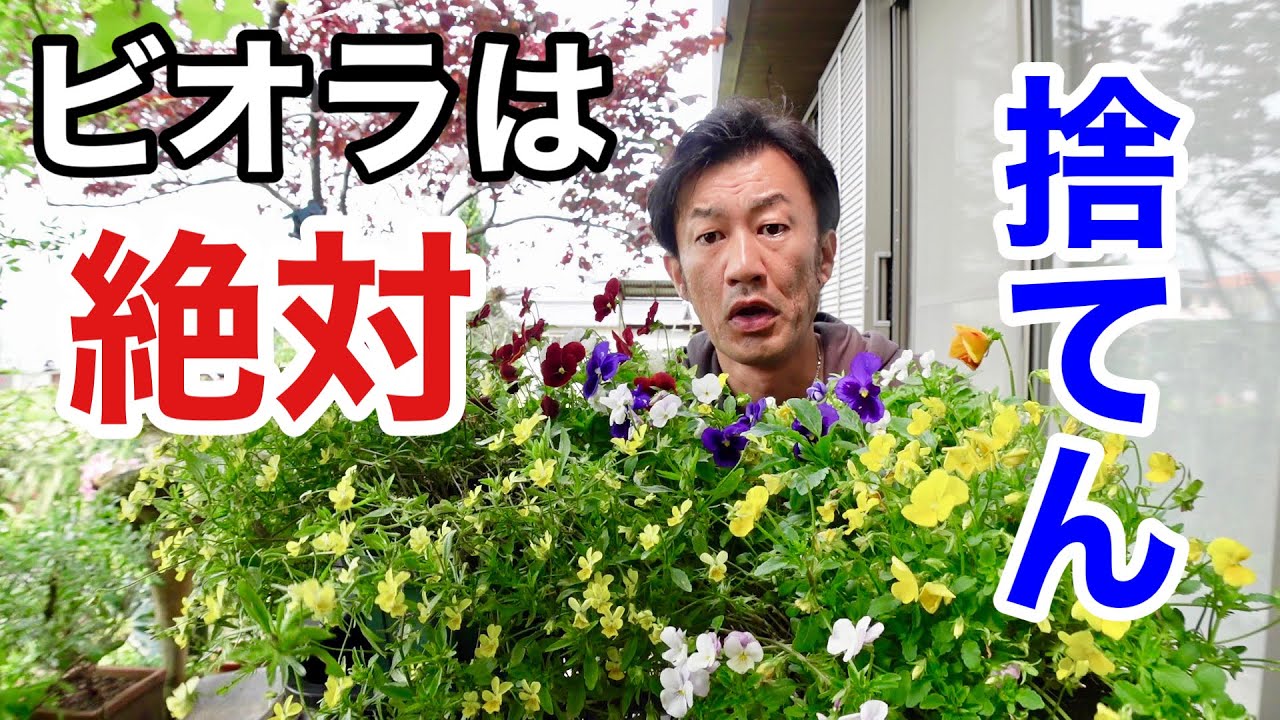 【6月のビオラ】捨てますか？捨てませんか？　【園芸超人カーメン君】