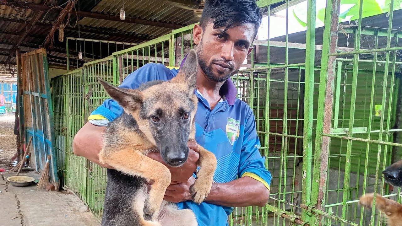 German shepherd in bd | গার্ড কুকুরের দাম ২০২৫