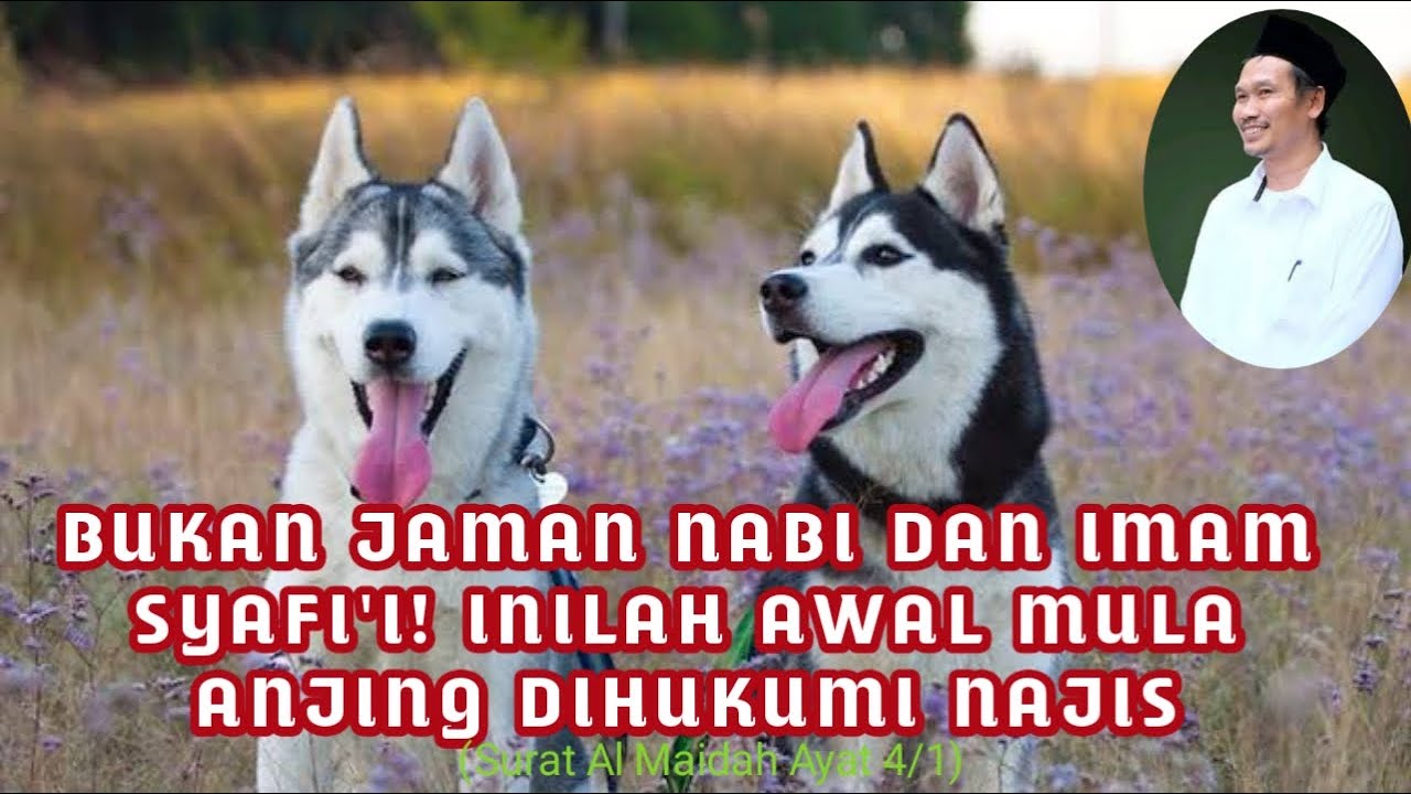 Awal Mula Najisnya Anjing | Ngaji Gus Baha