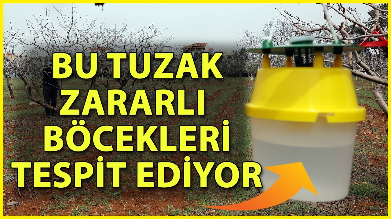 Zararlı Böceklere Karşı Kurulan Tuzaklarla, Fıstıkta Verim Artırılacak