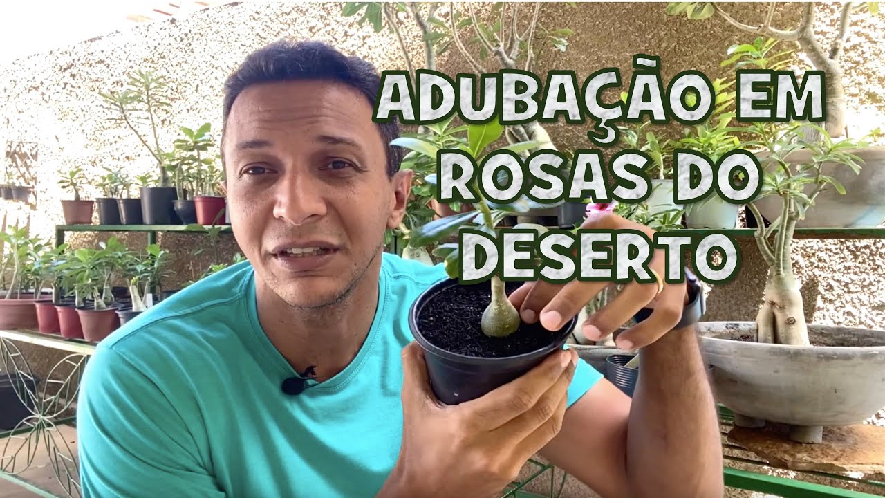 Os segredos da ADUBAÇÃO nas Rosas do Deserto