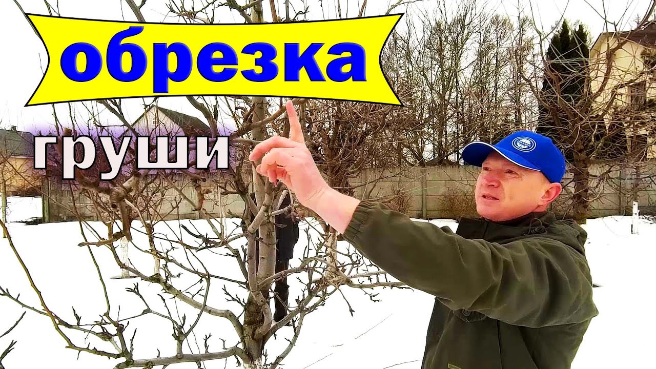 🔴🔴Обрежь Грушу Правильно. Обрезка Груши Весной.