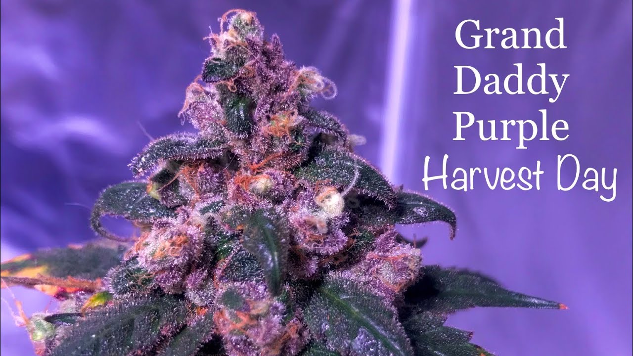 GDP Harvest Day! She’s Purple — ILGM Grand Daddy Purple