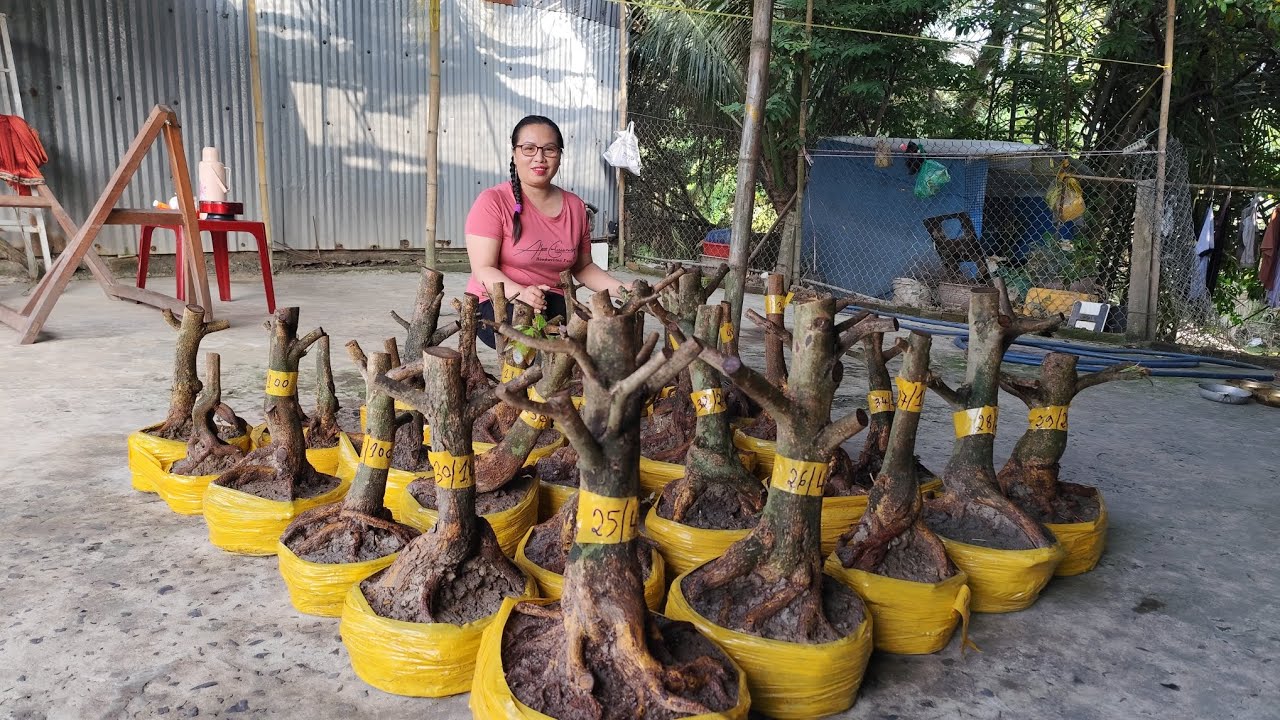 13/3 Dung.0383519488. xã rẻ lô mai vàng giảo hạt thủ đức giá cực kỳ yêu thương kính mời 