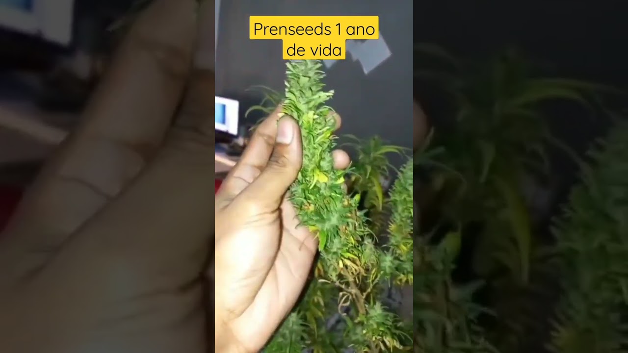 Ela Revegetou! Semente de prensado, 1 ano de vida.  Resultado