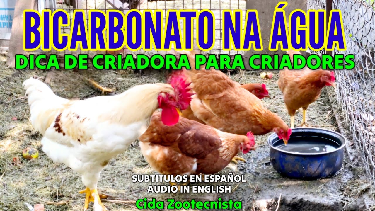 DICA DE CRIADORA PARA CRIADORES: BICARBONATO NA ÁGUA