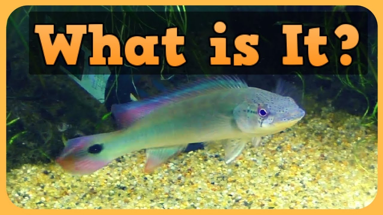 RARE PIKE CICHLID