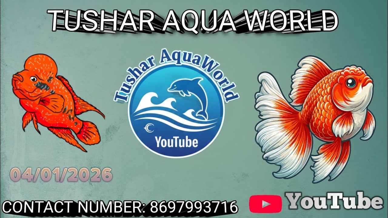 Aquarium Fish Market Vlog 🐠 | Beginner Guide | Quality & Difference Explained | Tushar AquaWorld