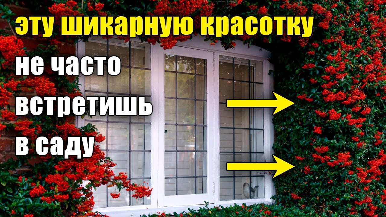 Уникальное растение для сада, живой изгороди, ниваки, привлечения птиц. Эффектная пираканта.