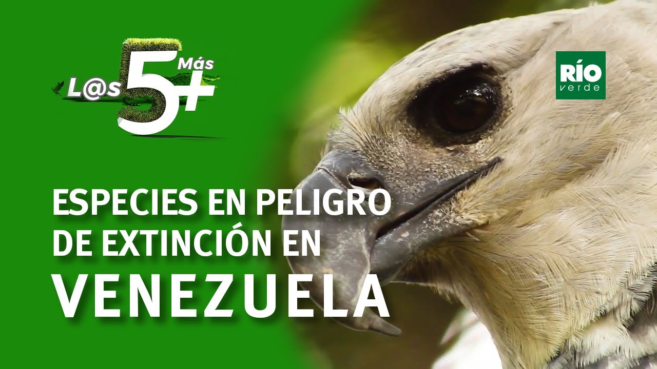 Animales en peligro de extinción en Venezuela - L@s 5 +