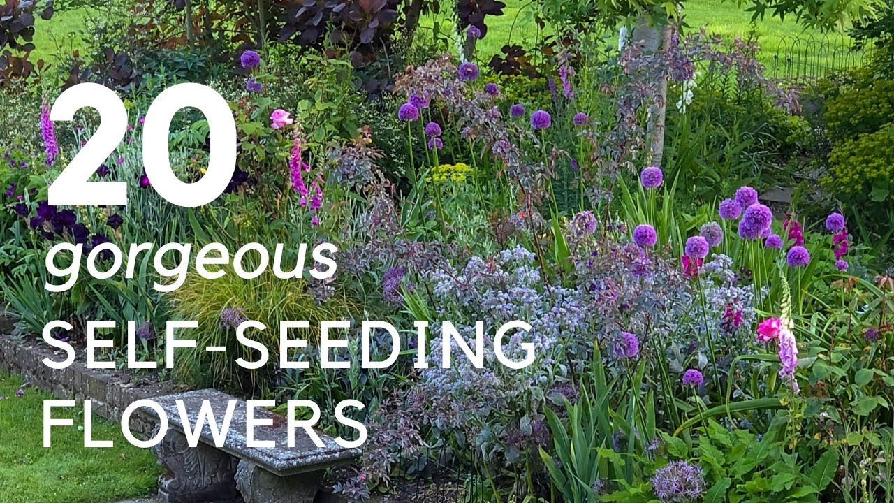 20+ Self-Seeding Plants That Do All The Work For You